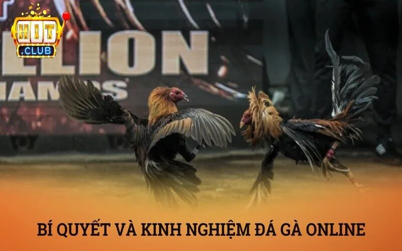 Bí quyết và kinh nghiệm soi kèo đá gà online hiệu quả nhất