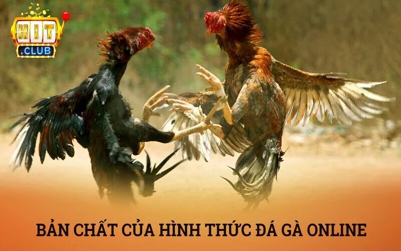 Bản chất của hình thức đá gà online là gì?